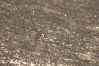 Alcedo atthis