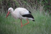 Ciconia ciconia