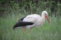 Ciconia ciconia