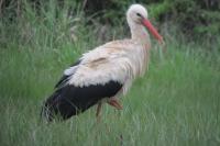 Ciconia ciconia