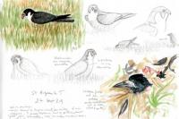 Falco peregrinus