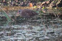 Rallus aquaticus