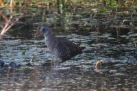Rallus aquaticus