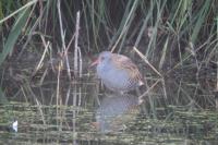 Rallus aquaticus