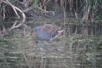 Rallus aquaticus