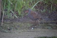 Rallus aquaticus