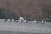 Larus fuscus