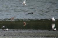 Calidris ferruginea