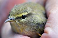 Phylloscopus collybita