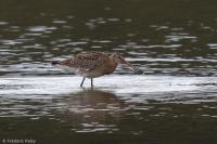 Limosa limosa