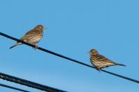 Anthus pratensis