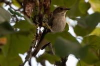 Ficedula hypoleuca