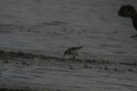 Calidris minuta