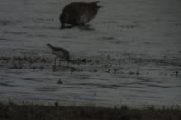 Calidris minuta