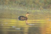 Tachybaptus ruficollis