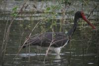 Ciconia nigra