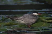 Chlidonias hybrida