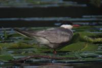 Chlidonias hybrida