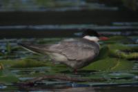 Chlidonias hybrida