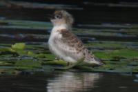 Chlidonias hybrida