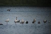 Platalea leucorodia