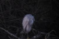 Egretta gularis