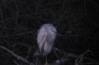 Egretta gularis