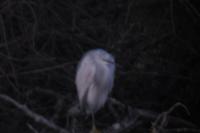 Egretta gularis