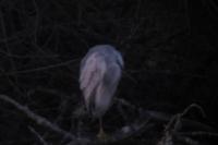 Egretta gularis