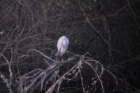Egretta gularis