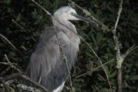 Egretta gularis