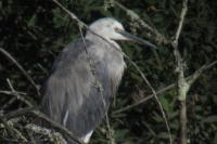 Egretta gularis