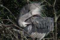 Egretta gularis