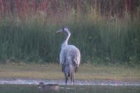 Grus grus