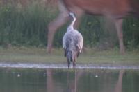 Grus grus