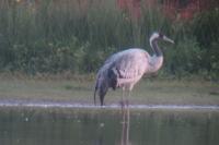 Grus grus
