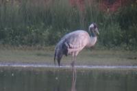 Grus grus