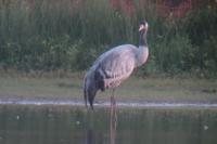 Grus grus