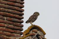 Athene noctua