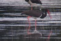 Ciconia nigra
