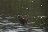 Limosa lapponica