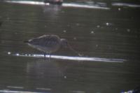 Limosa lapponica