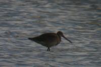 Limosa limosa