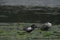 Chlidonias leucopterus