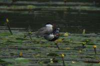 Chlidonias leucopterus