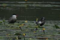 Chlidonias leucopterus