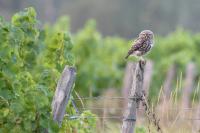 Athene noctua