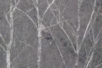 Haliaeetus albicilla