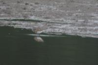 Calidris minuta