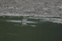 Calidris minuta